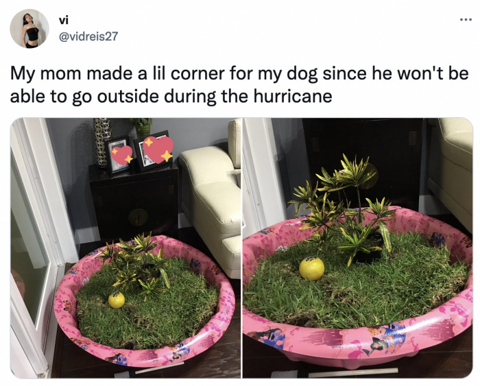 14. An indoor garden for the dogs during the hurricane...