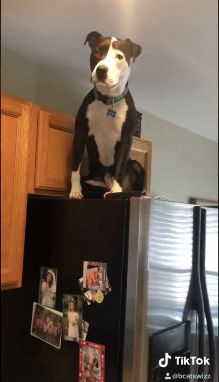 13. This dog who was raised by cats and therefore behaves like one (pro tip: watch all of its TikTok videos)