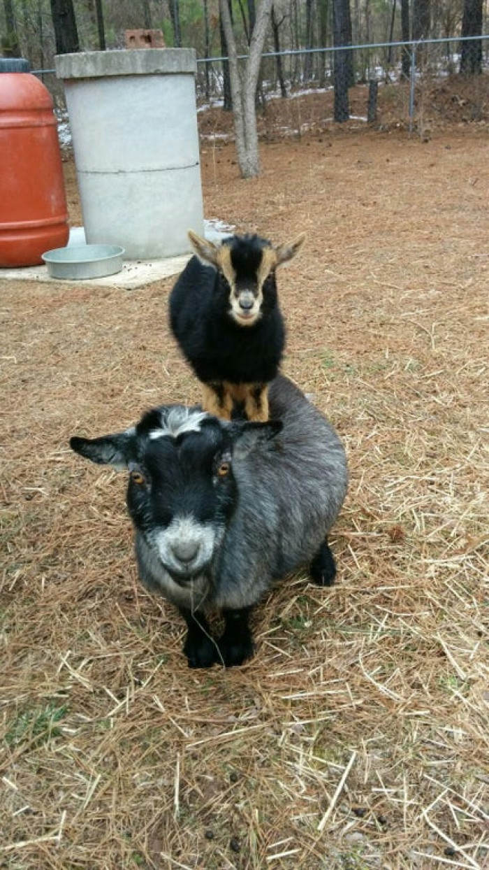 21. Here is a goat on top of a goat