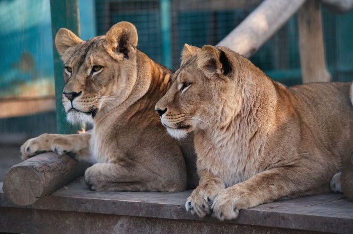 Lionesses at Ecopark before the Russian invasion