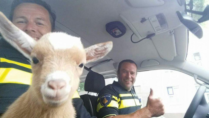 35. Police in the Netherlands had to return this baby goat to the petting zoo it escaped from