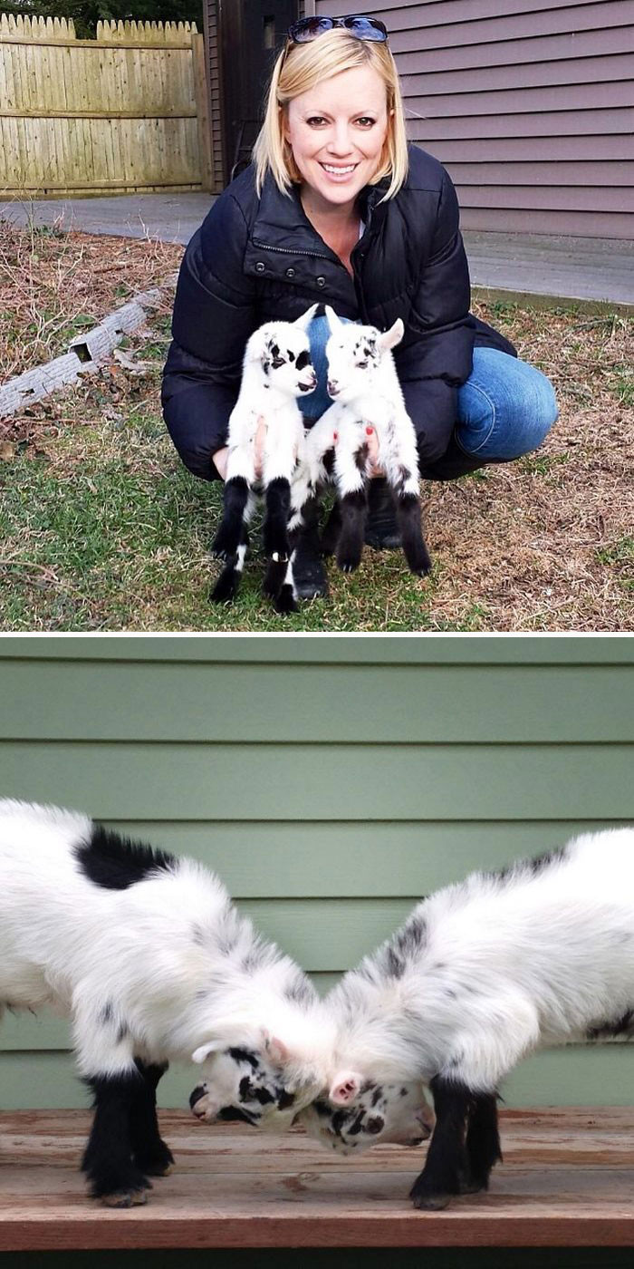 49. Woman Quits Stressful City Job To Raise Special Needs Baby Goats