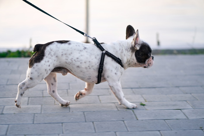 Short-legged dachshund or corgi-type dog walking, suggesting shorter distances by breed