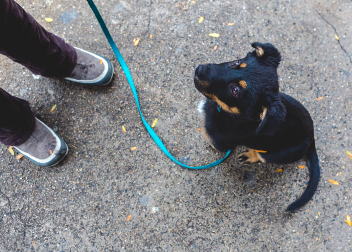 Dog walking outdoors with trainer guidance, illustrating limits for anxious or ill dogs