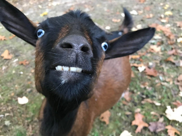 20. I hired 20 goats to help clear some ivy in my backyard. This is one of the sweetest/derpiest of them all.