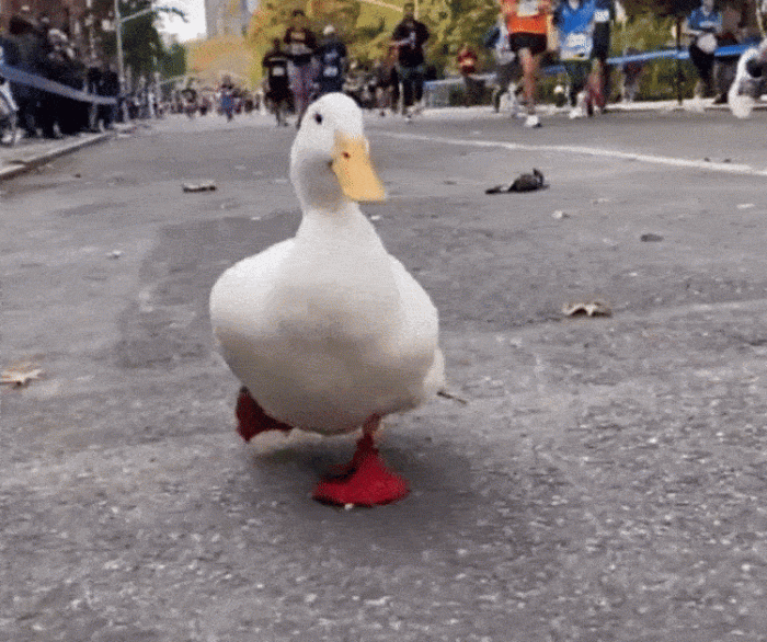 In true Wrinkle the Duck fashion, she ran the race in style, wearing her trademark bright red duck shoes.