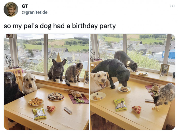 26. The dog in the second photo looks too enthusiastic