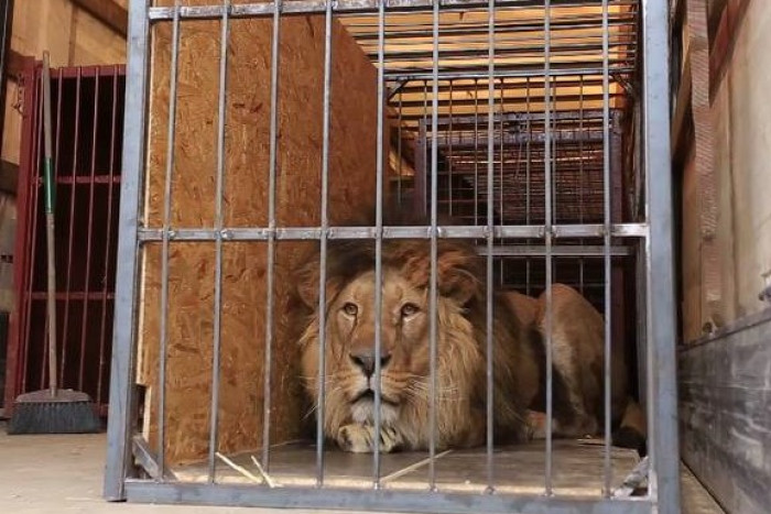 This gorgeous lion waits on a truck to be moved to a safer area