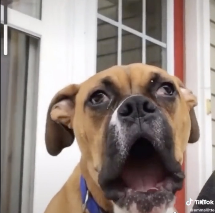 14. This gentleman who yawns like this even in public