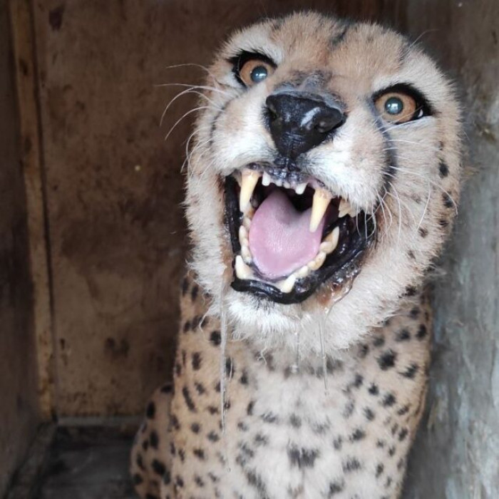 Poor cheetah was scared and confused, but safely transported shortly before shelling damaged their enclosure