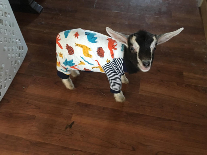 17. Update on the goat, he’s in pajamas now