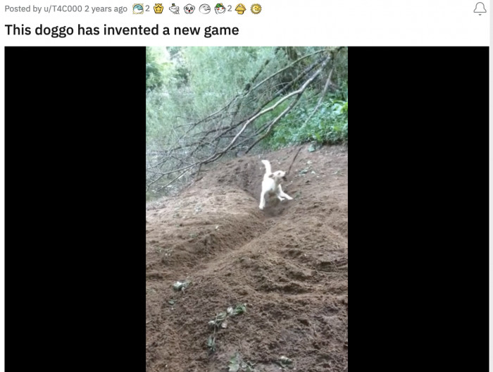 8. The clever canine who figured out the best way to throw a stick