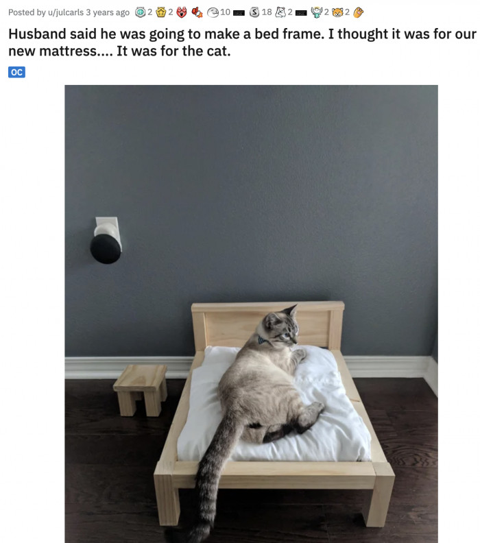 28. When the cat benefits more from your husband's carpentry skills than you