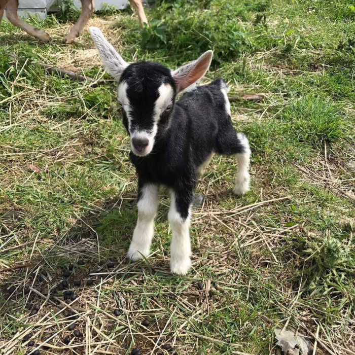 27. My girlfriend's family bought a goat a while back, not realising it was pregnant, meet Oreo born last night