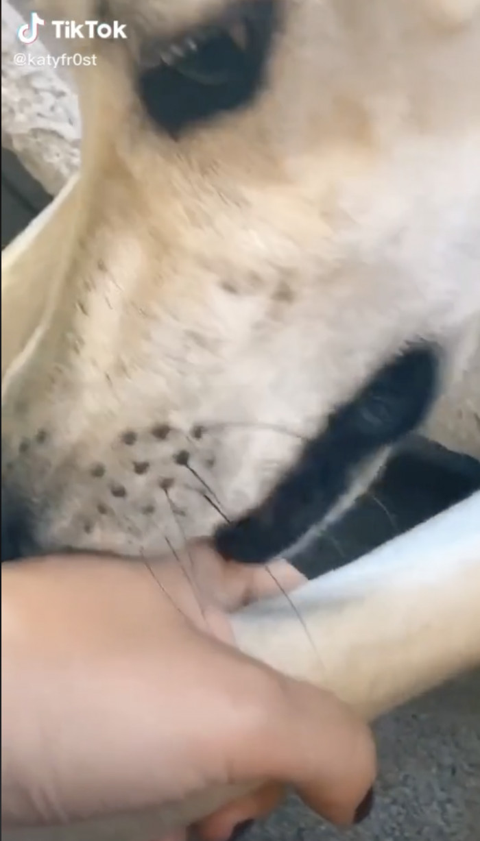 16. This Lurcher dog who nibbles on its mama because that's how they show love