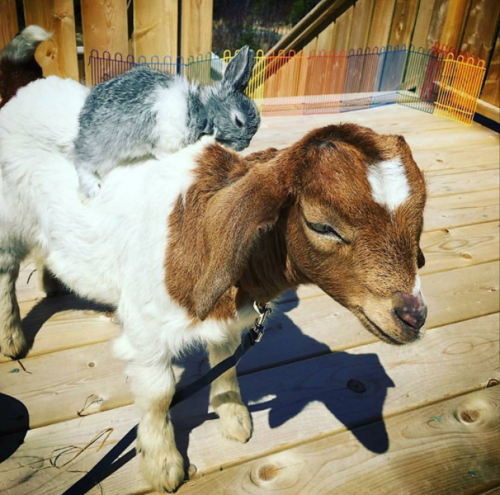 23. Meet my pet Goat and his pet Rabbit