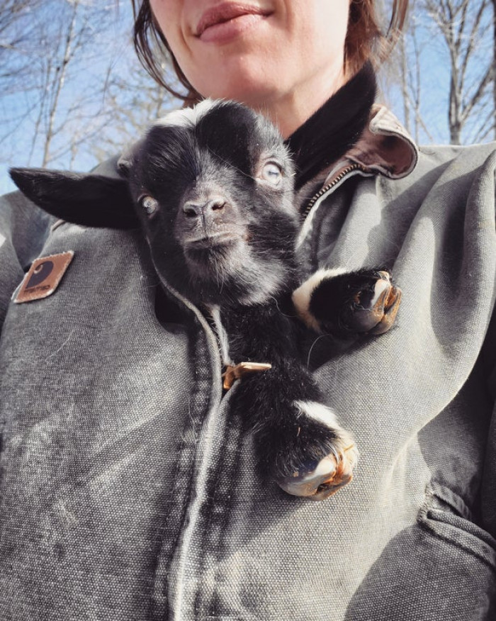 47. There's a goat in my coat!