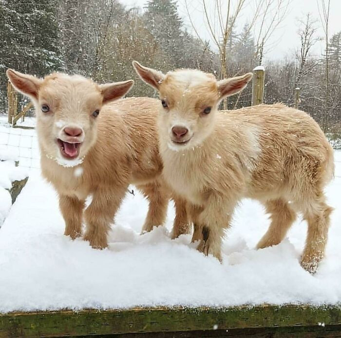 16. Ever wondered if Goats can smile? Well Wonder no more...