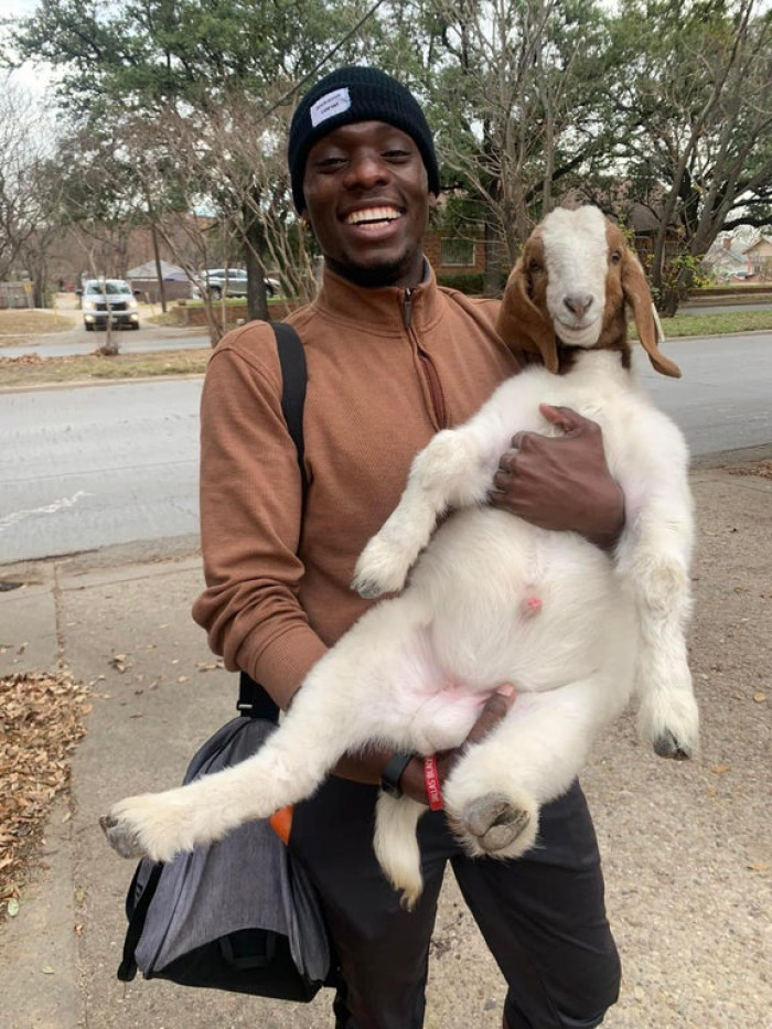 9. A goat followed my friend home from work!