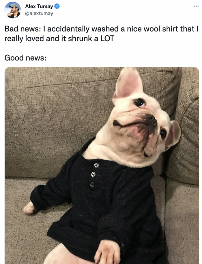 12. New shirt alert! It looks a lot better on the dog, anyhow.