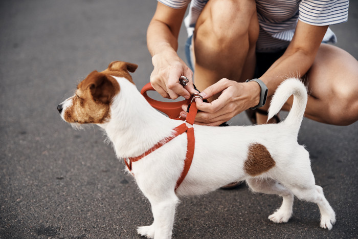 How Long Should You Walk Your Dog?