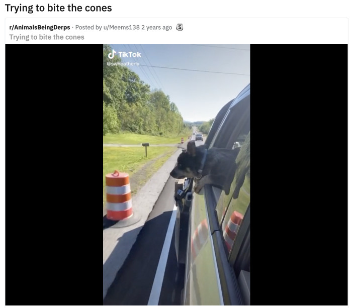 9. This derpy boy who takes extra-large bites at every orange cone he passes by