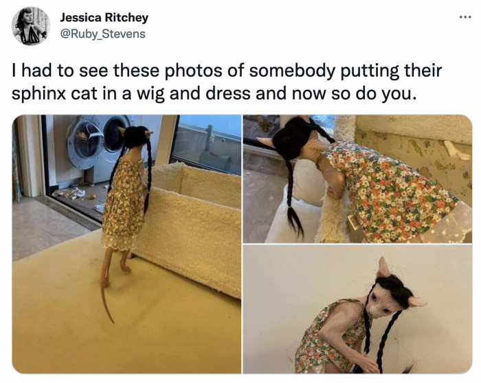 2. The sphinx cat (her wig though!) that looks like she's tired of fixing their apartment's shared laundry