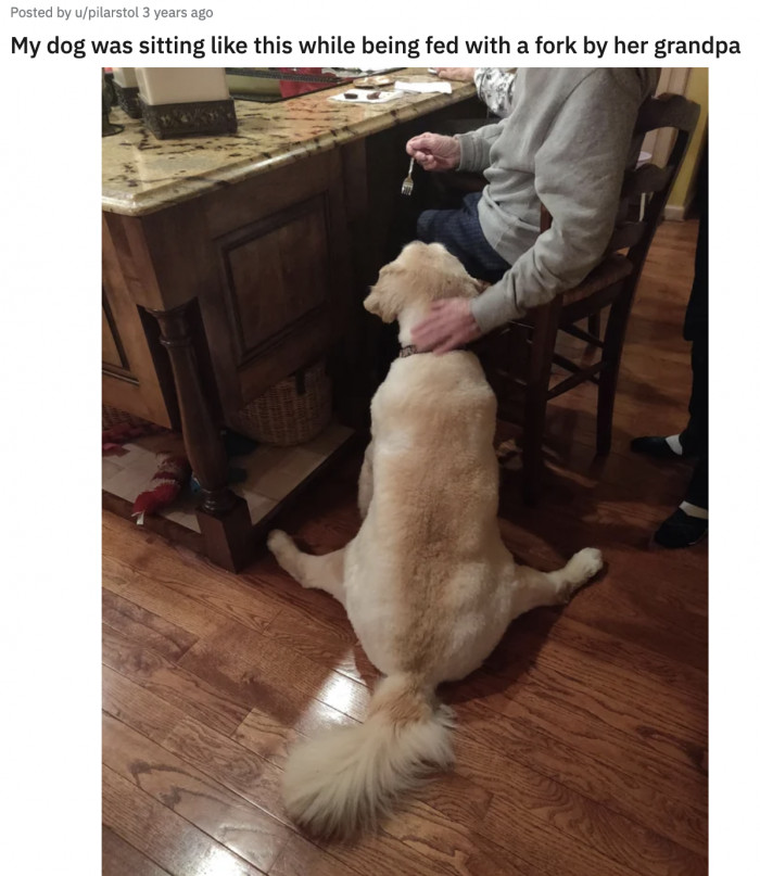 7. The favorite grandchild who only wants to make feeding time more efficient for Grandpa's sake