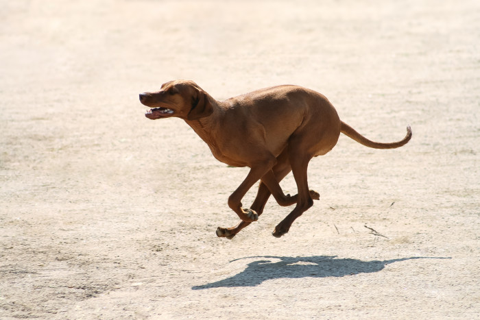 Dog exploring outdoors on a daily walk, sniffing scents and people nearby