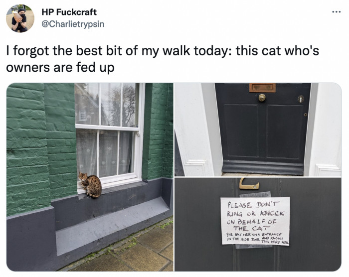 11. This cat who refuses to use the special door