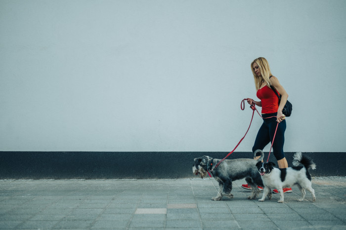 Puppy on a brief leash walk, demonstrating five to ten minute outings