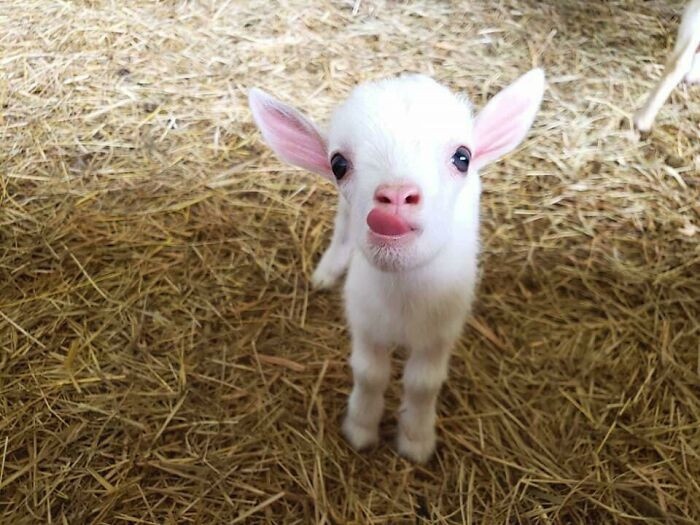 26. This White Baby Goat Licking His Lips
