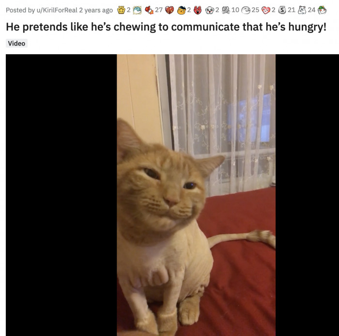 1. This adorable little kitty who pretends he's chewing on something to signal that he is a hungry boy