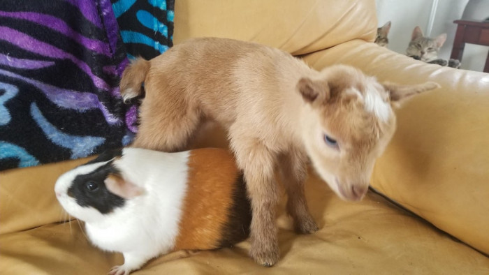 4. Tiny goat, guinea pig for scale