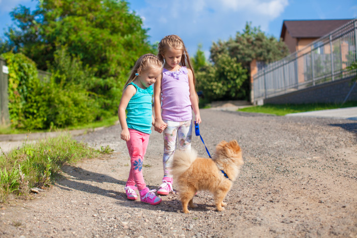 Athletic herding dog like Border Collie running outdoors, suited for faster endurance walks