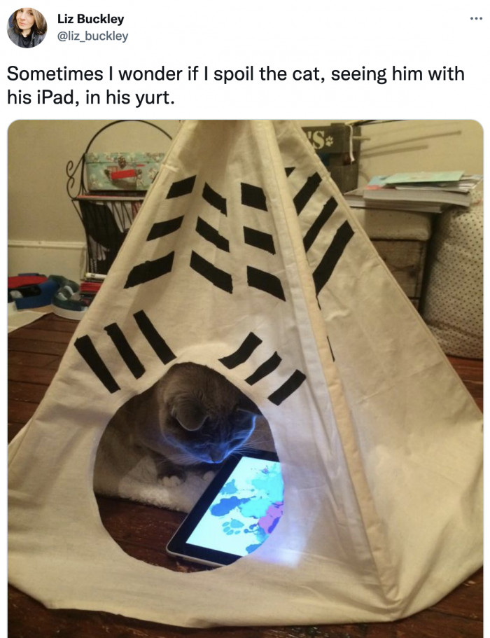 3. This little kitty who has his own yurt and iPad