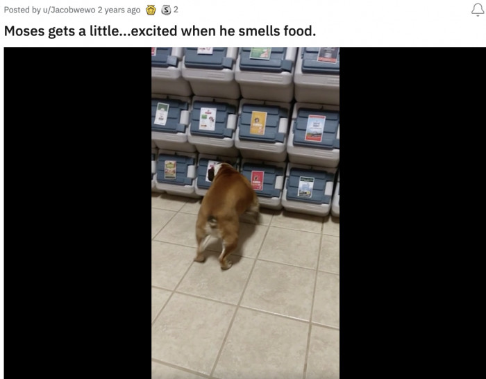 6. This pup who's overly enthusiastic about his selection of food