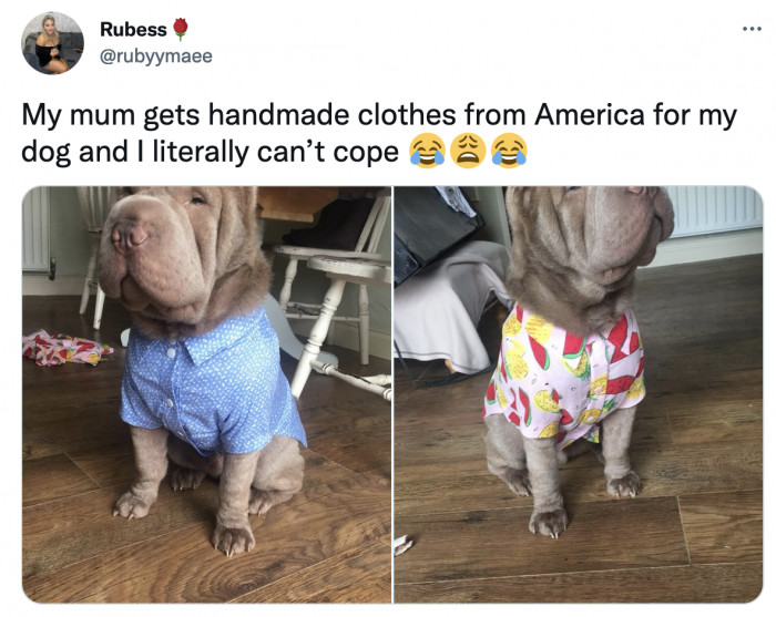 6. This dog's grandma who shops overseas for his latest wardrobe