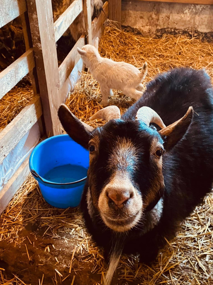 53. Proud new mama goat shows off her kid