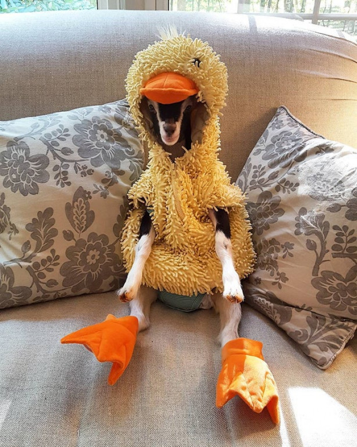 19. Polly is a 6 month old goat with separation anxiety, taken in by charity Goats of Anarchy. She is only calm when she's wearing her duck costume.