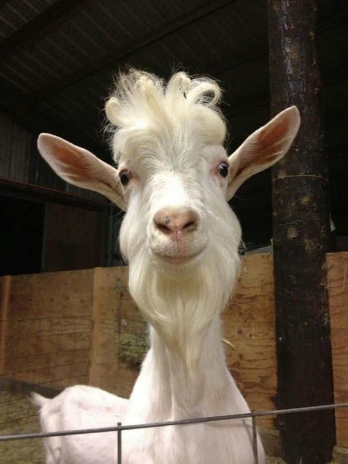 37. My friend's goat looks like a kindly wizard