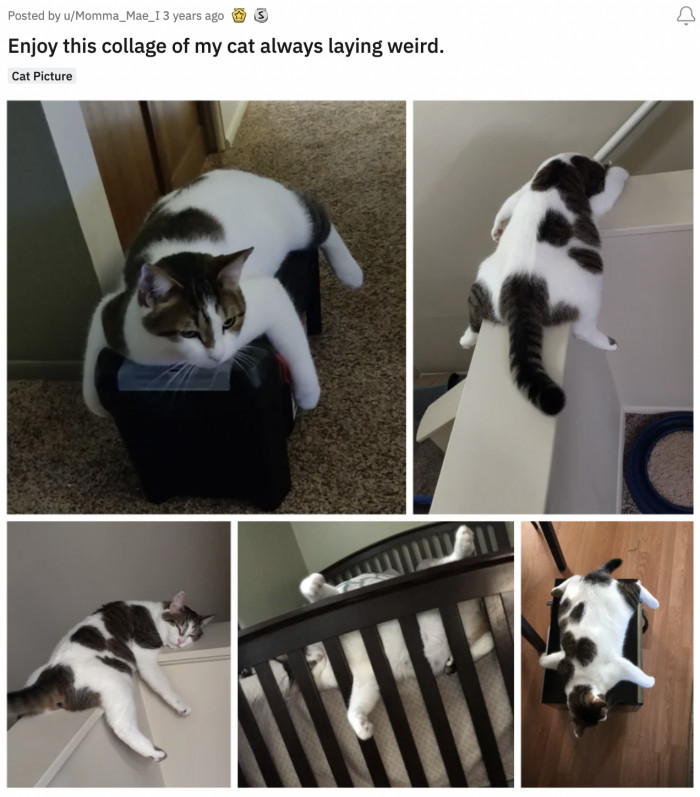 2. This cat who is the personification of the phrase: 