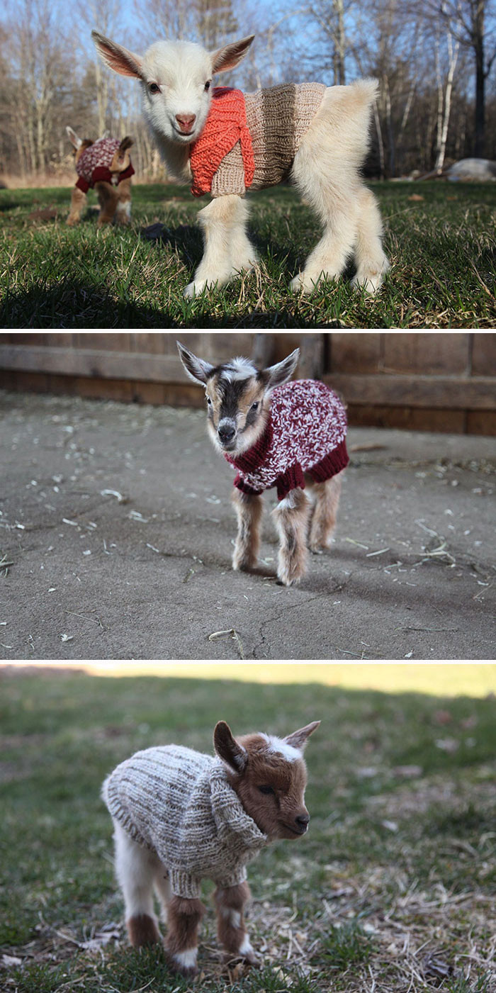 10. Newborn Goats Get Tiny Hand-Knit Sweaters To Stay Warm