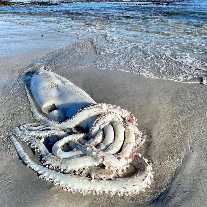 A giant squid on shore is something people don't often see.