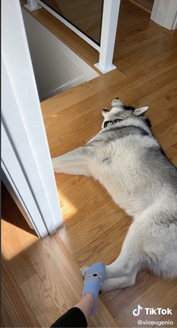 15. This drama queen who was protesting its mom leaving for work: