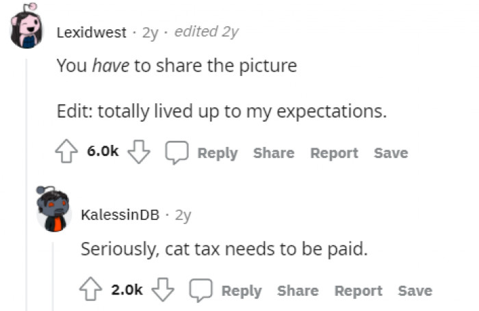 Cat tax was paid and the picture was uploaded for all to see. 