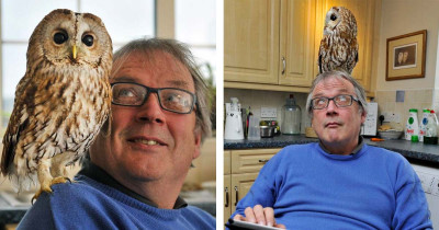 An Owl Saved by a Man Became His Best Friend and Keeps Him Company Inside Instead of Hanging Outside