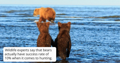 Check Out These Two Bear Cubs Caught Having An Adorable Moment While Mother Bear Went Hunting For Dinner