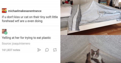 31 Funny Memes That All Cat Owners and Lovers Can Relate To