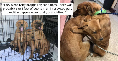 Heartbreaking Moment Rescued Dogs Who Are Siblings Comfort Each Other With Hugs